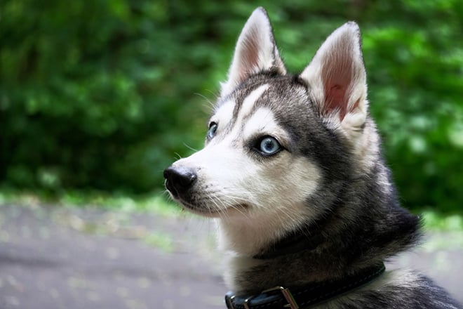 Top Des Plus Belles Races De Chiens Aux Yeux Bleus